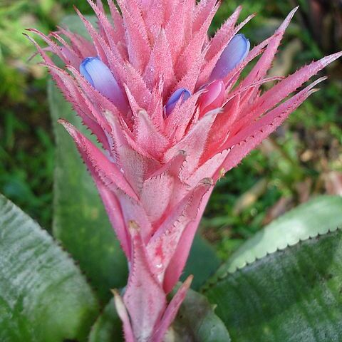 Aechmea unspecified picture