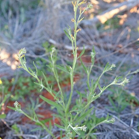 Stenopetalum decipiens unspecified picture