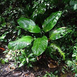 Dieffenbachia longispatha unspecified picture