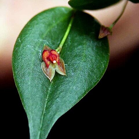 Lepanthes chiriquensis unspecified picture