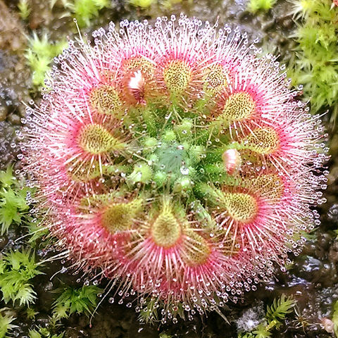 Drosera allantostigma unspecified picture