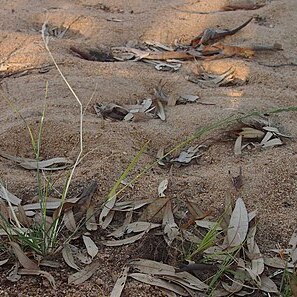 Eragrostis speciosa unspecified picture