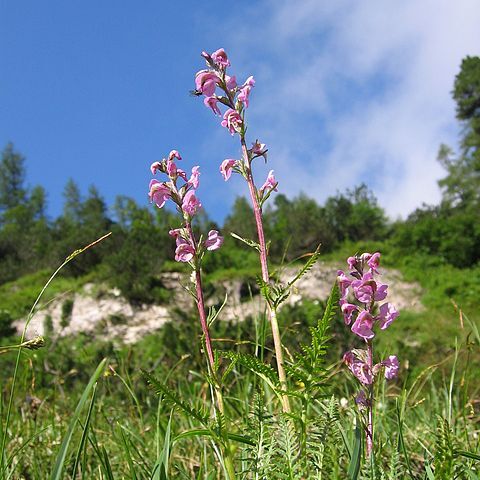 Pedicularis unspecified picture