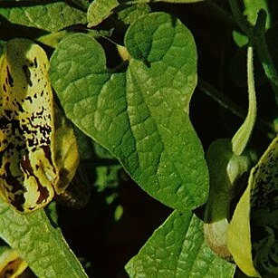 Aristolochia paecilantha unspecified picture