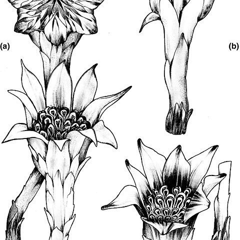 Rhizanthella unspecified picture