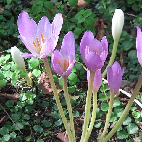 Colchicum unspecified picture