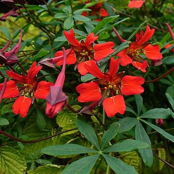 Tropaeolum speciosum unspecified picture