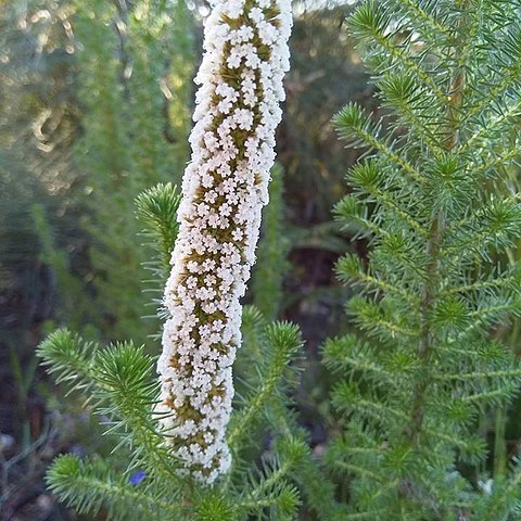 Stoebe alopecuroides unspecified picture