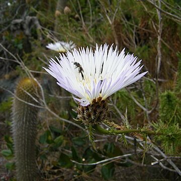 Plectocephalus chilensis unspecified picture