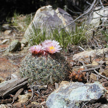 Pediocactus unspecified picture