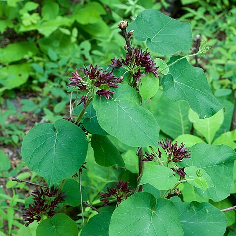 Matelea decipiens unspecified picture