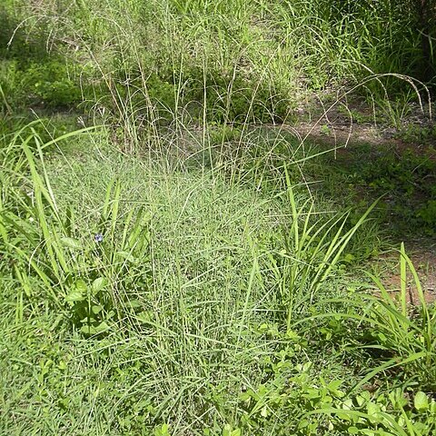 Leptochloa decipiens unspecified picture