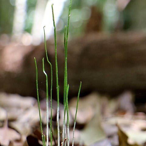 Schizaea fistulosa unspecified picture