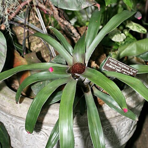 Neoregelia spectabilis unspecified picture