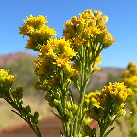 Solidago spectabilis unspecified picture