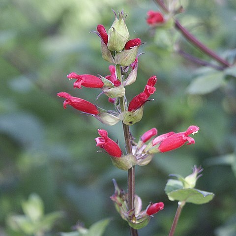 Salvia holwayi unspecified picture