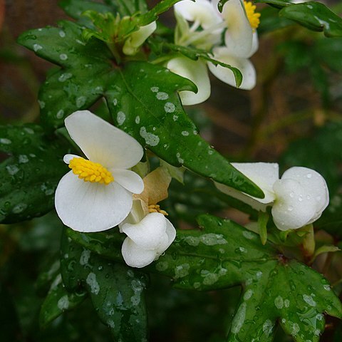 Begonia dregei unspecified picture