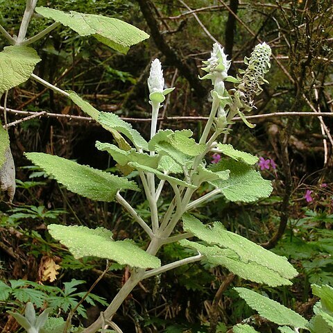 Sideritis macrostachyos unspecified picture