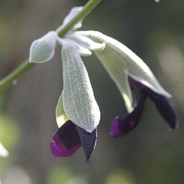 Salvia discolor unspecified picture