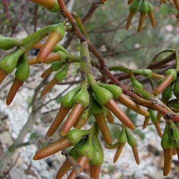 Eucalyptus eremophila unspecified picture