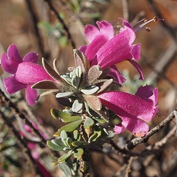 Eremophila glandulifera unspecified picture