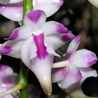 Aerides lawrenceae unspecified picture