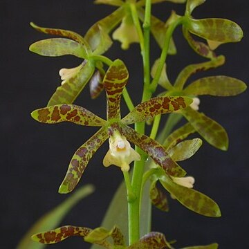 Prosthechea magnispatha unspecified picture