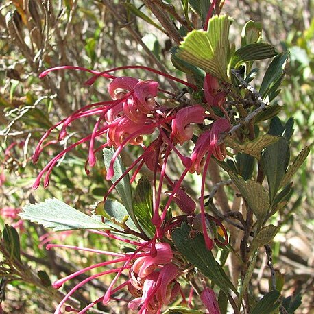 Grevillea pectinata unspecified picture