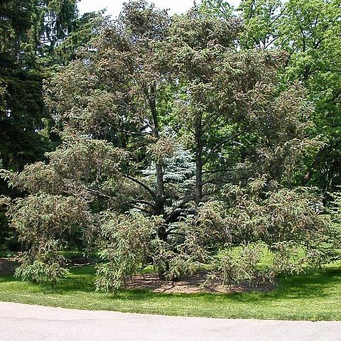 Picea likiangensis unspecified picture