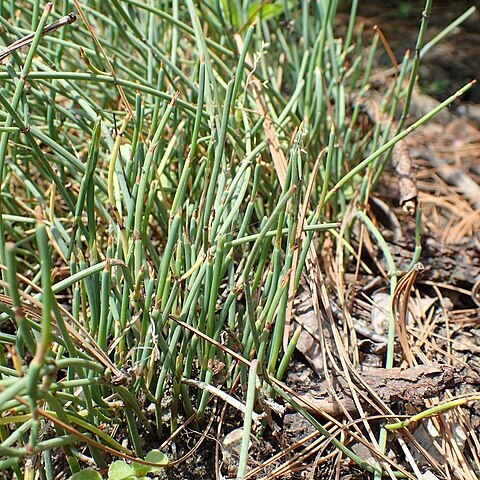 Ephedra likiangensis unspecified picture