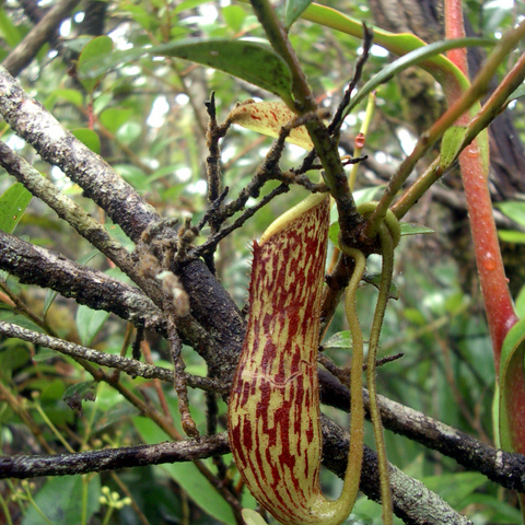 Nepenthes pectinata unspecified picture