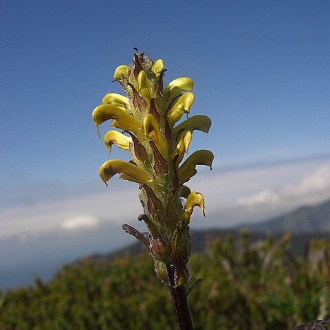 Pedicularis rainierensis unspecified picture