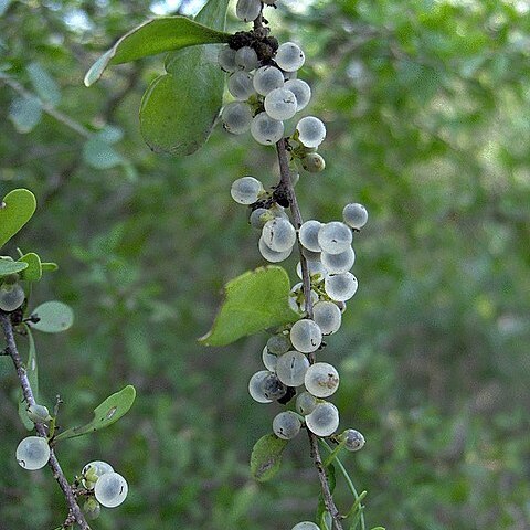 Phaulothamnus spinescens unspecified picture