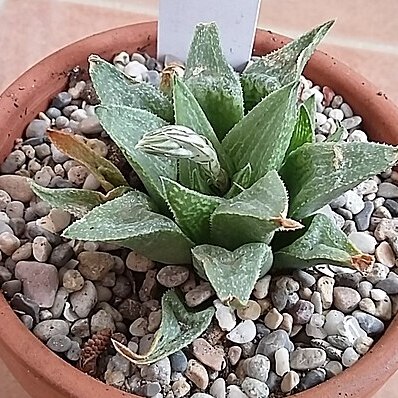 Haworthia pygmaea var. vincentii unspecified picture