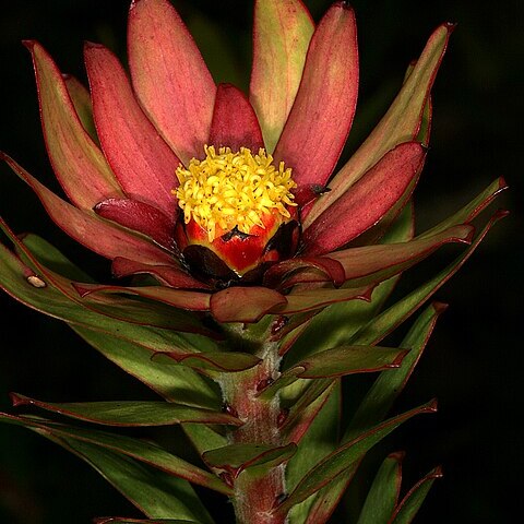 Leucadendron sessile unspecified picture