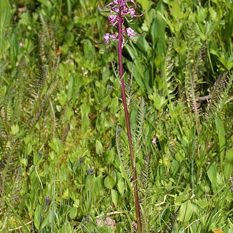 Pedicularis groenlandica unspecified picture