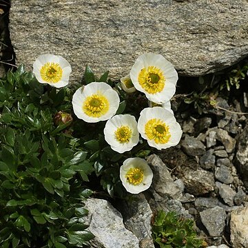 Ranunculus gelidus unspecified picture