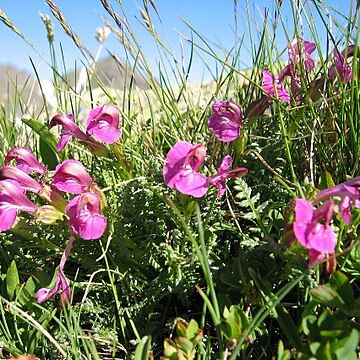 Pedicularis portenschlagii unspecified picture