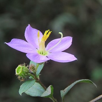 Osbeckia wynaadensis unspecified picture