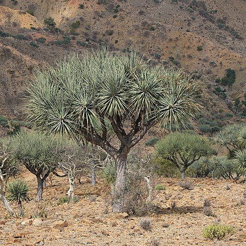 Dracaena ombet unspecified picture