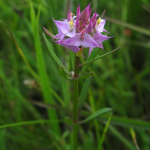 Polygala cruciata unspecified picture