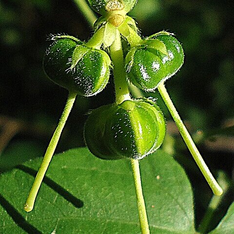 Dalechampia peckoltiana unspecified picture