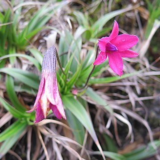 Barbacenia gounelleana unspecified picture