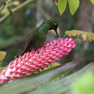 Aechmea van-houtteana unspecified picture