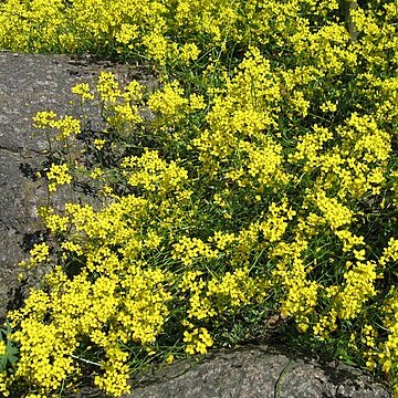 Draba sibirica unspecified picture