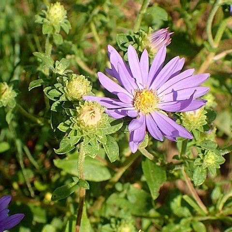 Eurybia spectabilis unspecified picture