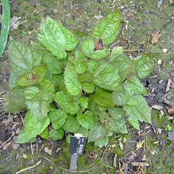 Ageratina luciae-brauniae unspecified picture