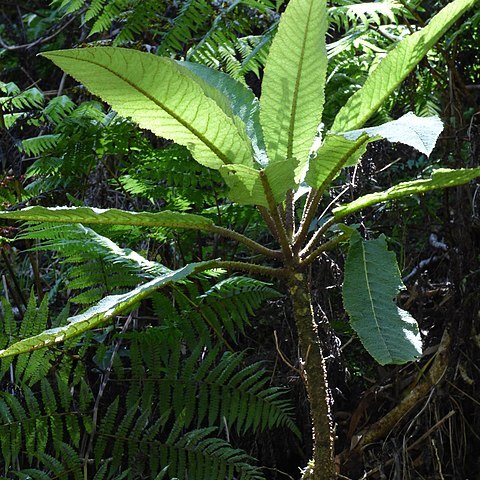 Cyanea aculeatiflora unspecified picture