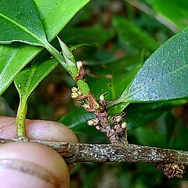 Erythroxylum nobile unspecified picture