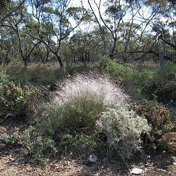 Austrostipa elegantissima unspecified picture